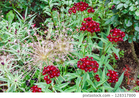 初夏花園裡盛開的石竹花 128317800
