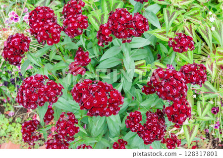 初夏花園裡盛開的石竹花 128317801