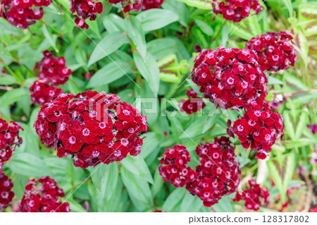 初夏花園裡盛開的石竹花 128317802