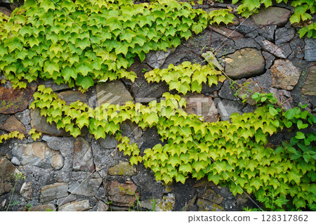 Vibrant Green Ivy Climbing on an Aged Stone Wall 128317862