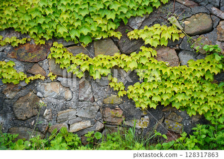 Vibrant Green Ivy Climbing on an Aged Stone Wall Vibrant Green Ivy Climbing on an Aged Stone Wall 128317863