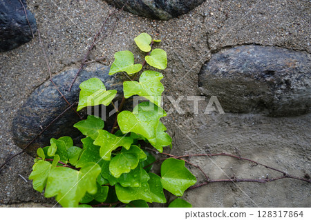 Vibrant Green Ivy Climbing on an Aged Stone Wall Vibrant Green Ivy Climbing on an Aged Stone Wall 128317864