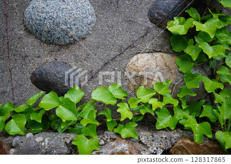 Vibrant Green Ivy Climbing on an Aged Stone Wall 128317865