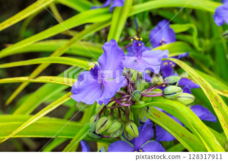 Tradescantia flowers blooming in a garden in early summer 128317911