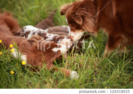 Group of dogs playing in a grassy field Group of dogs playing in a grassy field 128318035