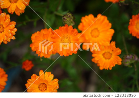 Beautiful Orange Calendula Flowers Blooming in the Garden. Selective Focus 128318050