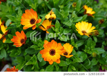 Vibrant Orange and Yellow Osteospermum Flowers in Bloom 128318104