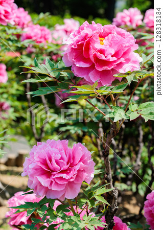 Pink gradation peony flowers blooming in the garden 128318184