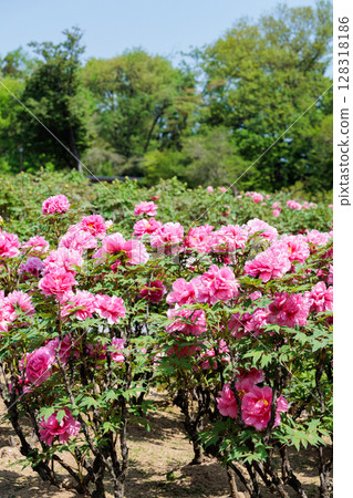 Pink gradation peony flowers blooming in the garden Pink gradation peony flowers blooming in the garden 128318186