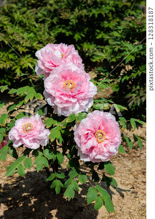 Pink gradation peony flowers blooming in the garden Pink gradation peony flowers blooming in the garden 128318187