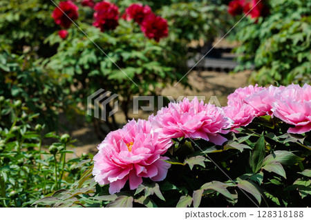 Pink gradation peony flowers blooming in the garden Pink gradation peony flowers blooming in the garden 128318188