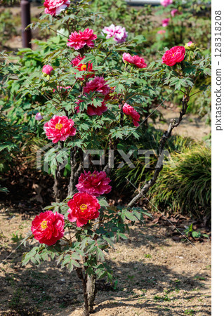 花園裡盛開的紅牡丹 花園裡盛開的紅牡丹 128318208