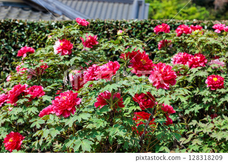 花園裡盛開的紅牡丹 128318209