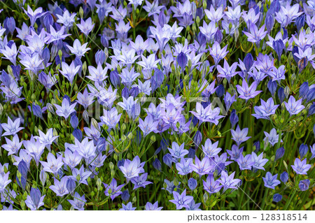 初夏花園裡盛開著美麗的 Trithelea Laxa 花 128318514