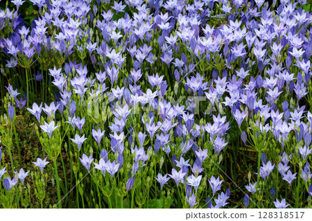 Beautiful Trithelea Laxa flowers blooming in the early summer garden Beautiful Trithelea Laxa flowers blooming in the early summer garden 128318517