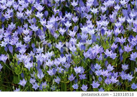 Beautiful Trithelea Laxa flowers blooming in the early summer garden Beautiful Trithelea Laxa flowers blooming in the early summer garden 128318518