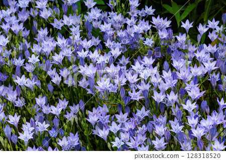 Beautiful Trithelea Laxa flowers blooming in the early summer garden Beautiful Trithelea Laxa flowers blooming in the early summer garden 128318520