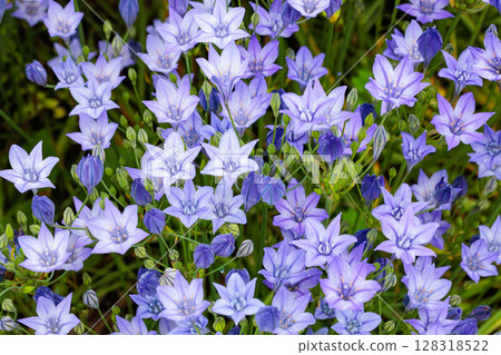 初夏花園裡盛開著美麗的 Trithelea Laxa 花 初夏花園裡盛開著美麗的 Trithelea Laxa 花 128318522