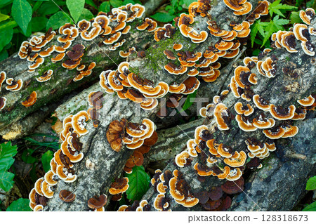 A close-up of orange Coriolus versicolor mushrooms growing wild in a broadleaf forest in autumn A close-up of orange Coriolus versicolor mushrooms growing wild in a broadleaf forest in autumn 128318673