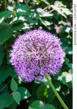The unique spherical flowers of Allium stipitatum 'Violet Beauty' 128318767