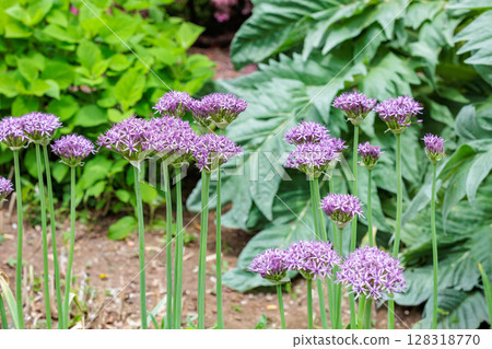 紫羅蘭美人蔥屬植物獨特的球形花朵 128318770