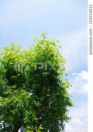 A large flowering jujube tree 128318812