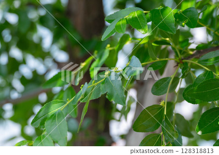 Yellow jujube flower Yellow jujube flower 128318813