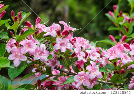 Occidentalis 美麗的粉紅色花朵在花園裡綻放 Occidentalis 美麗的粉紅色花朵在花園裡綻放 128318845