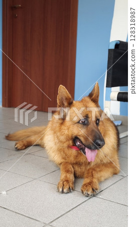 Relaxing moment of a fluffy dog in a modern indoor space with blue walls and tiled floor 128318987