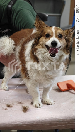 Happy corgi enjoying a grooming session in a bright veterinary clinic filled with love and care from its owner during midday Happy corgi enjoying a grooming session in a bright veterinary clinic filled with love and care from its owner during midday 128318994