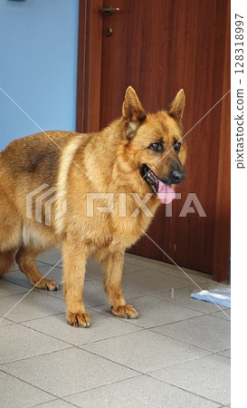 Happy brown dog plays indoors with a curious expression surrounded by cozy home decor during the afternoon hours Happy brown dog plays indoors with a curious expression surrounded by cozy home decor during the afternoon hours 128318997