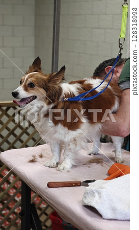 Grooming session highlights adorable dog getting a stylish trim at a local pet salon in springtime Grooming session highlights adorable dog getting a stylish trim at a local pet salon in springtime 128318998