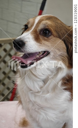 Corgi with joyful expression sitting on a cozy surface indoors enjoying the warmth and comfort of its surroundings Corgi with joyful expression sitting on a cozy surface indoors enjoying the warmth and comfort of its surroundings 128319001
