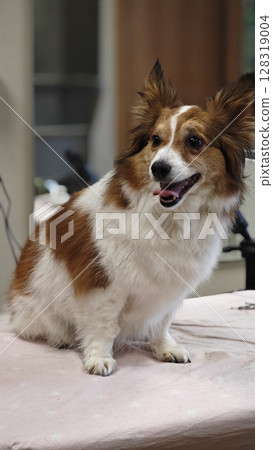 Happy dog being groomed in a cozy pet salon during a sunny afternoon, showcasing fluffy fur and playful personality 128319004