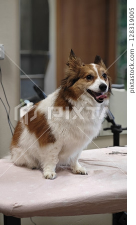 Dog with fluffy coat sits proudly on grooming table in cozy pet salon during afternoon visit Dog with fluffy coat sits proudly on grooming table in cozy pet salon during afternoon visit 128319005