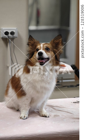 Happy fluffy dog getting groomed in a bright grooming salon with a friendly atmosphere and cozy touches Happy fluffy dog getting groomed in a bright grooming salon with a friendly atmosphere and cozy touches 128319006