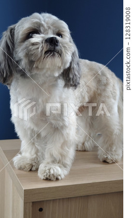 Playful dog perched on a wooden table with a striking blue wall backdrop, capturing the spirit of curiosity at home Playful dog perched on a wooden table with a striking blue wall backdrop, capturing the spirit of curiosity at home 128319008