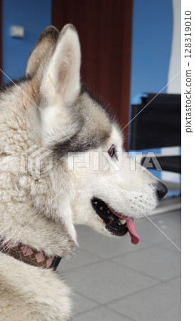 Majestic husky enjoying a calm moment indoors at a cozy pet-friendly environment Majestic husky enjoying a calm moment indoors at a cozy pet-friendly environment 128319010