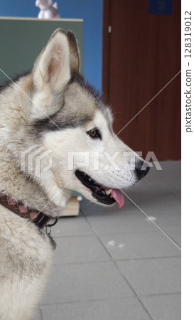 Majestic Siberian husky gazing curiously in a cozy indoor space with soft lighting and gentle shadows Majestic Siberian husky gazing curiously in a cozy indoor space with soft lighting and gentle shadows 128319012
