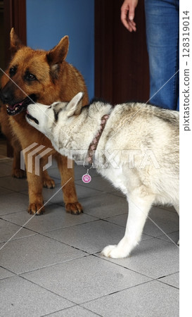 Dogs playing and bonding indoors in a cozy setting during a sunny afternoon filled with joy and friendship Dogs playing and bonding indoors in a cozy setting during a sunny afternoon filled with joy and friendship 128319014