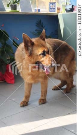Golden-furred German shepherd explores a cozy indoor space filled with sunlight and greenery Golden-furred German shepherd explores a cozy indoor space filled with sunlight and greenery 128319017