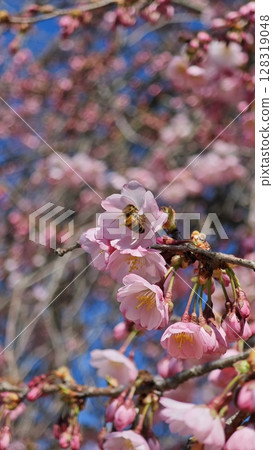Spring blooms flourish as bees gather nectar in a vibrant cherry blossom tree under clear blue skies 128319048