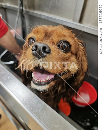 Happy dog enjoys a playful bath in a bright grooming salon with friendly staff and colorful accessories Happy dog enjoys a playful bath in a bright grooming salon with friendly staff and colorful accessories 128319052
