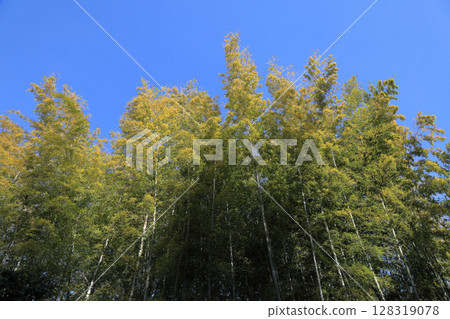 藍天下的竹林風景 128319078