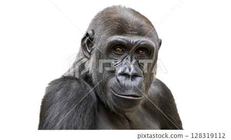 Gorilla, isolated transparent background 128319112