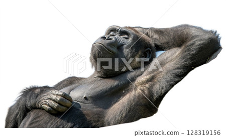 Gorilla, isolated transparent background Gorilla, isolated transparent background 128319156