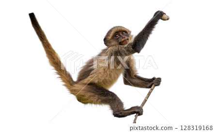Monkey, isolated transparent background Monkey, isolated transparent background 128319168