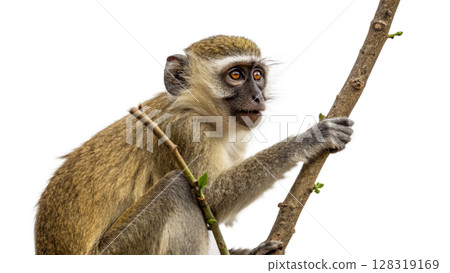 Monkey, isolated transparent background Monkey, isolated transparent background 128319169