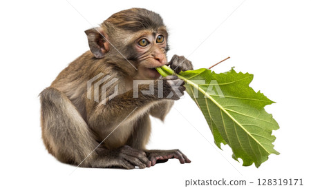 monkey with green leaf monkey with green leaf 128319171