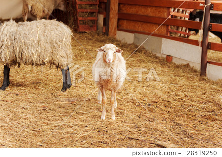 Sheep standing in a barn during daytime at a rural farm near a wooden fence and hay bale 128319250